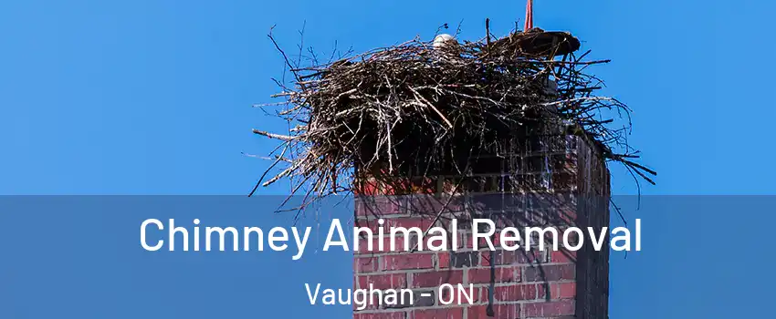 Chimney Animal Removal Vaughan - ON